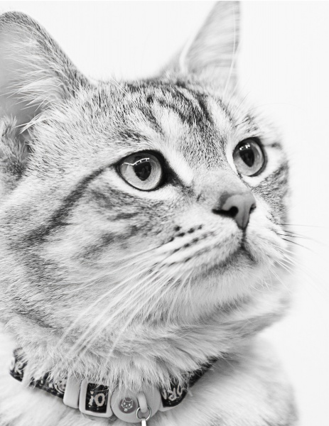 31 Grayscale Cat Images with PLR